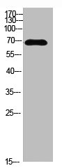 IL16 Antibody