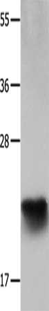 IL18 Antibody