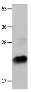 IL18 Antibody