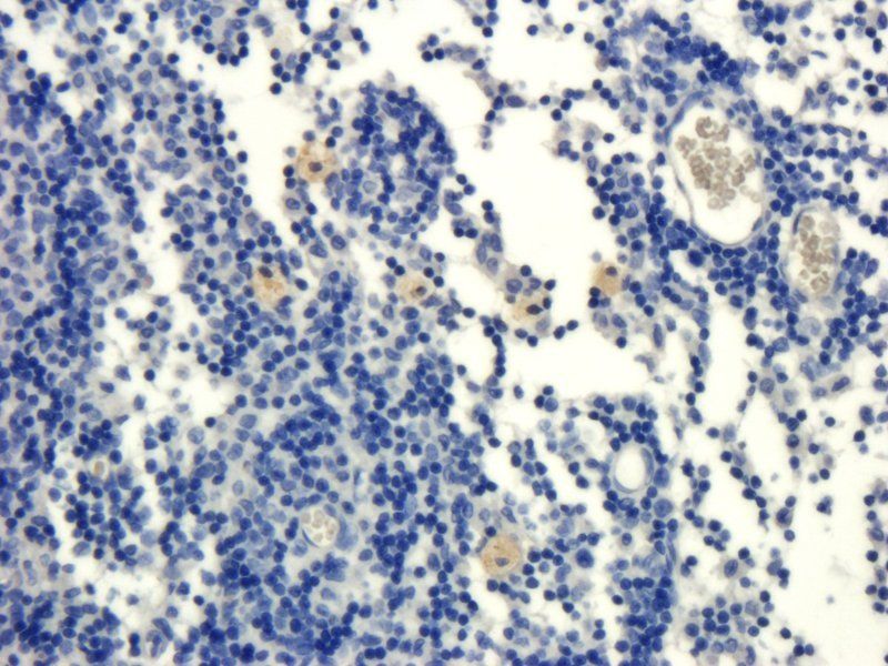 IL1 alpha Rabbit Polyclonal Antibody