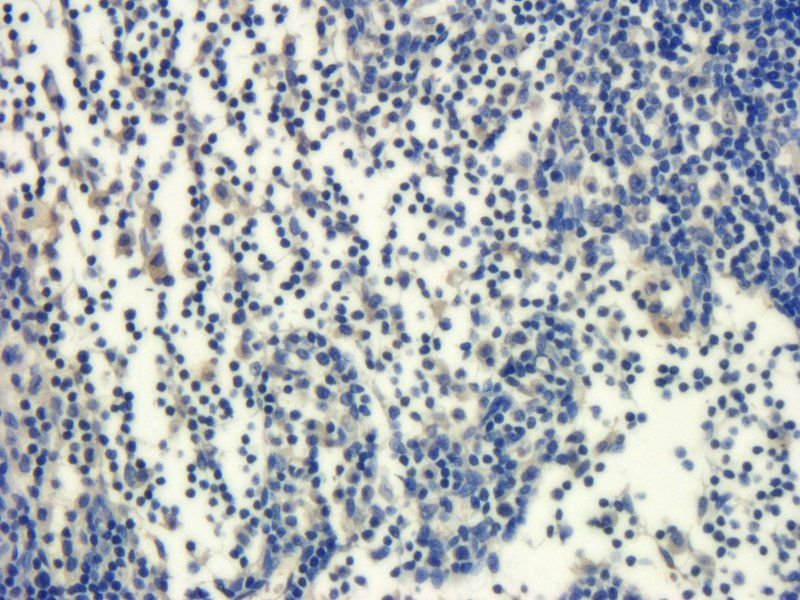 IL1 alpha Rabbit Polyclonal Antibody