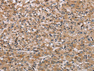 IL1RN Antibody