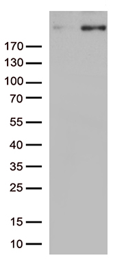 IL20RA Antibody