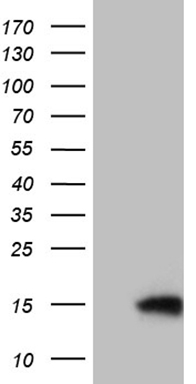 IL23 Receptor Antibody