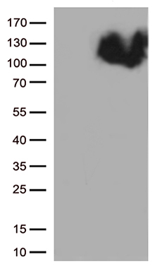 IFNLR1 Antibody