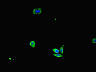 IL32 Antibody