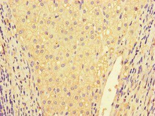 IL32 Antibody