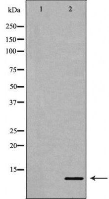 IL8 Antibody