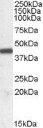 ILF2/NF45 Antibody