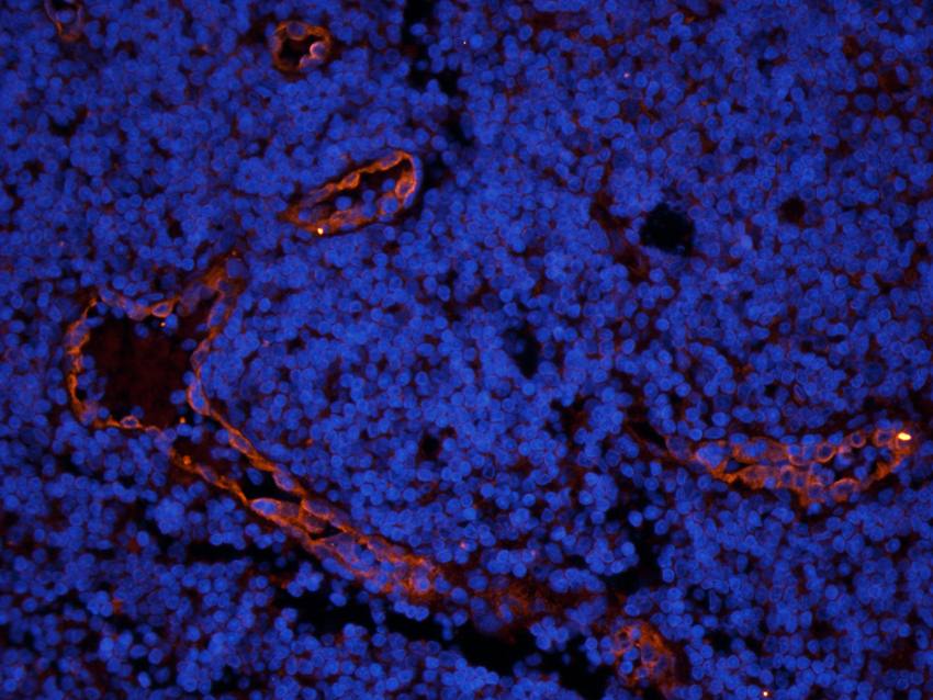 ILT2 Rabbit Polyclonal Antibody
