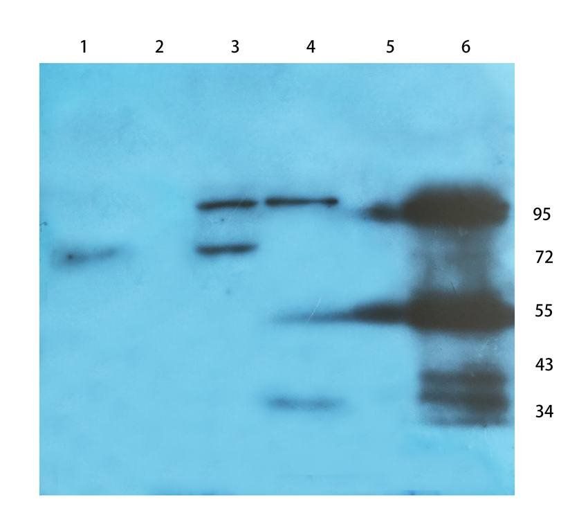 ILT2 Rabbit Polyclonal Antibody