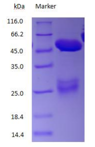 Aquaporin 1 Rabbit Polyclonal Antibody
