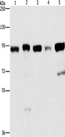IMMT Antibody