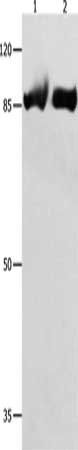 IMMT Antibody