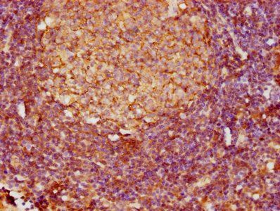 FCER2 Antibody