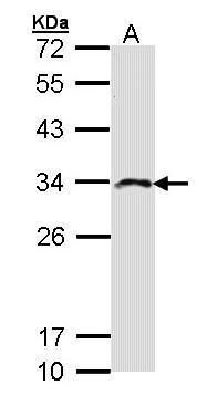 Creatine kinase MT Rabbit Polyclonal Antibody