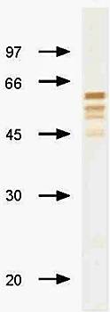 Influenza B Monoclonal Antibody (Detection)