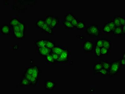 INHBB Antibody