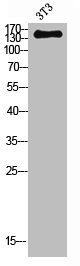 NOS2 Antibody