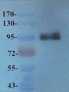 Integrin alpha 4 Rabbit Polyclonal Antibody