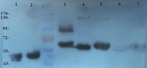 Integrin alpha 4 Rabbit Polyclonal Antibody