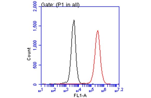 Iba1 Rabbit Polyclonal Antibody