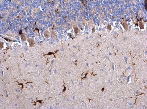 Iba1 Rabbit Polyclonal Antibody