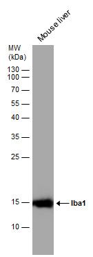 Iba1 Rabbit Polyclonal Antibody