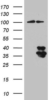 Interleukin 34 Antibody