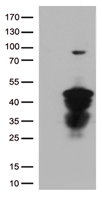 Interleukin 34 Antibody