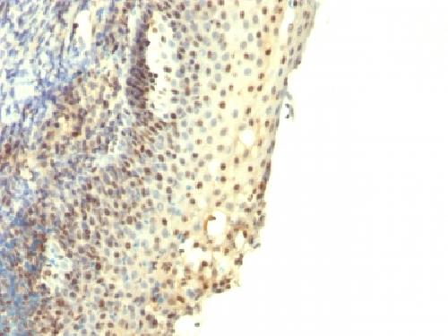 IPO-38 (Proliferation Marker) Antibody