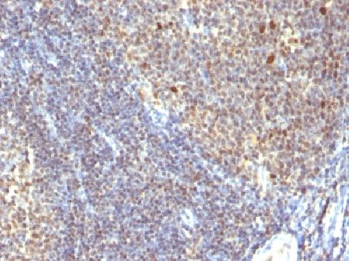 IPO-38 (Proliferation Marker) Antibody