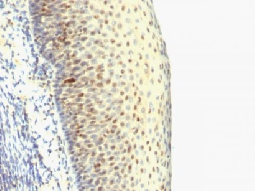 IPO-38 (Proliferation Marker) Antibody