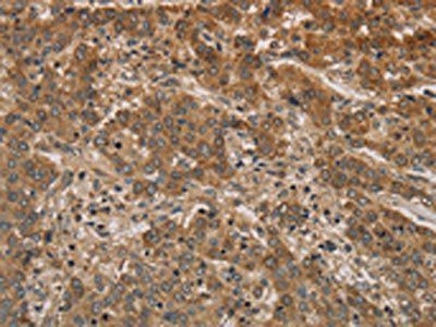IPO9 Antibody