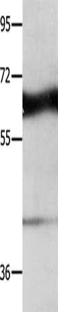 IRAK2 Antibody