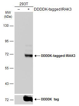 IRAK3 Rabbit Polyclonal Antibody