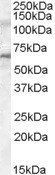 Goat anti-IRAK3 (mouse) Antibody
