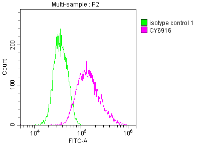 IRAK4 Antibody