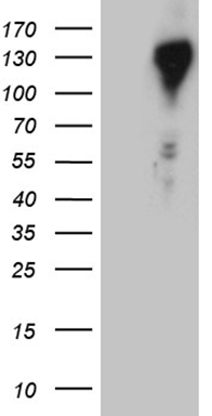 IRF3 Antibody