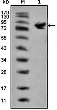 ISL1 Antibody