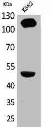 ITGA4 Antibody