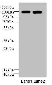 ITGAL Antibody