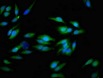 ITGAV Antibody