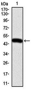 ITGB1 Antibody