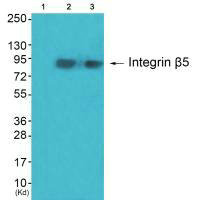 ITGB5 Antibody