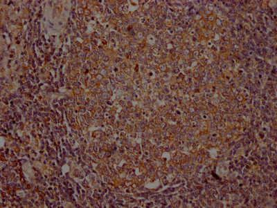 ITK Antibody