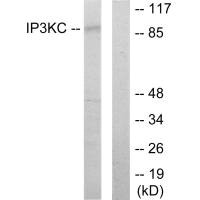 ITPKC Antibody