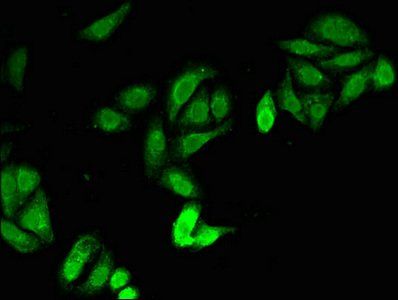 JAG1 Antibody