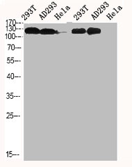 JAK1 Antibody