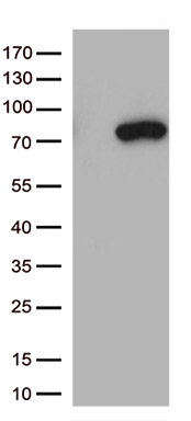 JIP1 Antibody